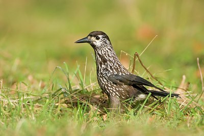 BUITEN BEELD Foto: 59175