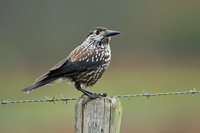 BUITEN BEELD Foto: 59178