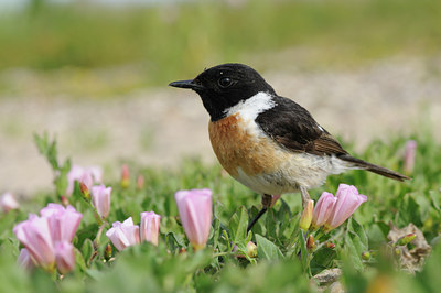 BUITEN BEELD Foto: 59185