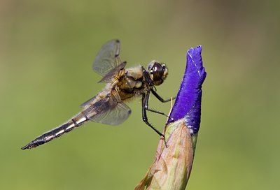 BUITEN BEELD Foto: 59209