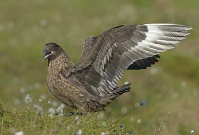 BUITEN BEELD Foto: 59210