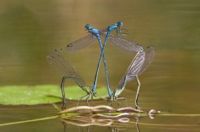 BUITEN BEELD Foto: 59225