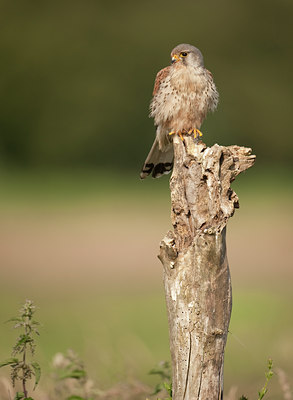 BUITEN BEELD Foto: 59229