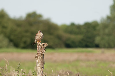 BUITEN BEELD Foto: 59230