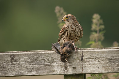 BUITEN BEELD Foto: 59231