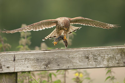 BUITEN BEELD Foto: 59232