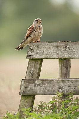 BUITEN BEELD Foto: 59234