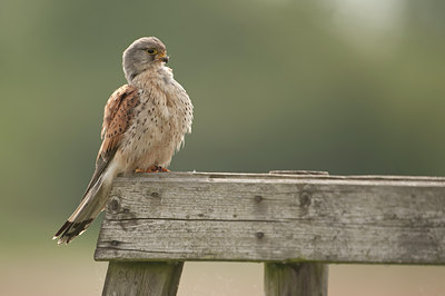 BUITEN BEELD Foto: 59235
