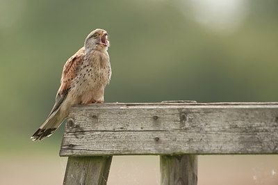 BUITEN BEELD Foto: 59236
