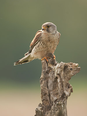 BUITEN BEELD Foto: 59238