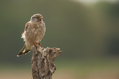 BUITEN BEELD Foto: 59240