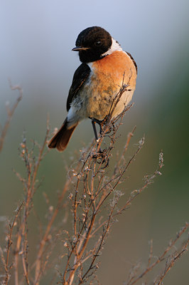 BUITEN BEELD Foto: 59243