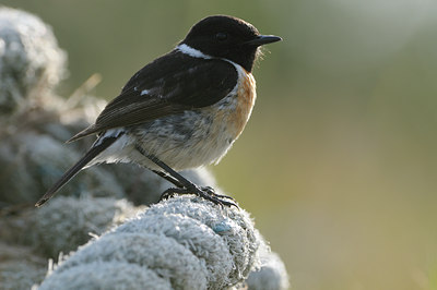 BUITEN BEELD Foto: 59244