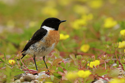 BUITEN BEELD Foto: 59252