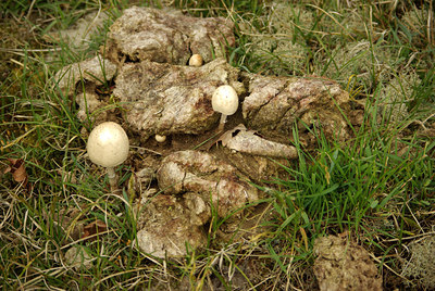 BUITEN BEELD Foto: 59257