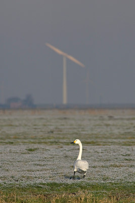 BUITEN BEELD Foto: 59281