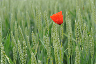 BUITEN BEELD Foto: 59307