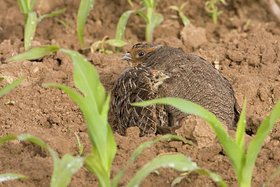 BUITEN BEELD Foto: 59315