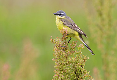 BUITEN BEELD Foto: 59319
