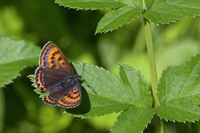 BUITEN BEELD Foto: 59328