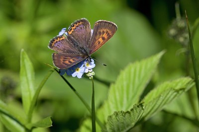 BUITEN BEELD Foto: 59333