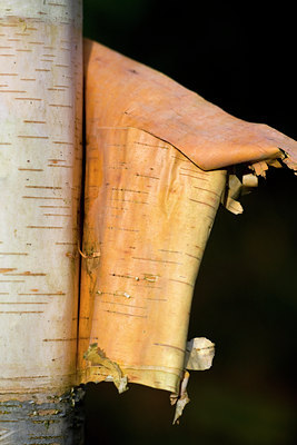 BUITEN BEELD Foto: 59342