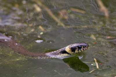 BUITEN BEELD Foto: 59390