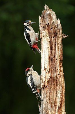 BUITEN BEELD Foto: 59413