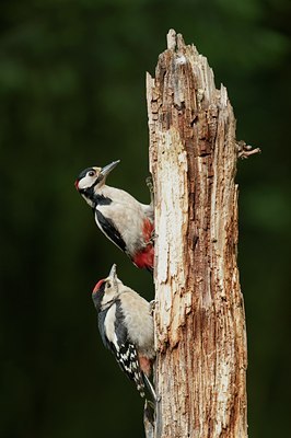 BUITEN BEELD Foto: 59415