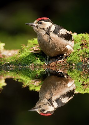 BUITEN BEELD Foto: 59416