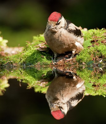 BUITEN BEELD Foto: 59418