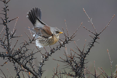 BUITEN BEELD Foto: 59473