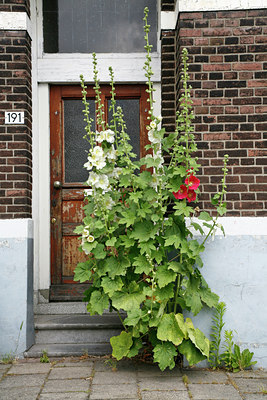 BUITEN BEELD Foto: 59476