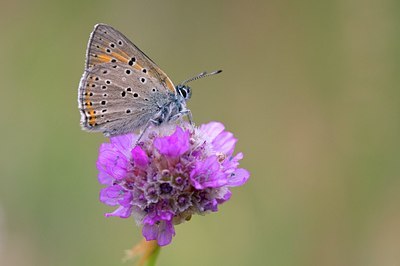 BUITEN BEELD Foto: 59487
