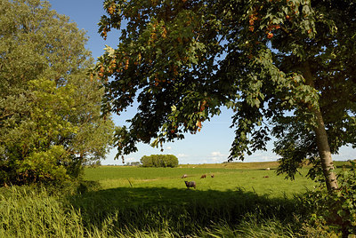 BUITEN BEELD Foto: 59495