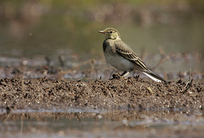 BUITEN BEELD Foto: 59502