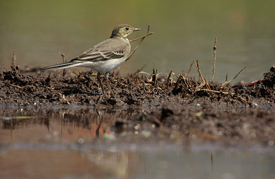 BUITEN BEELD Foto: 59503