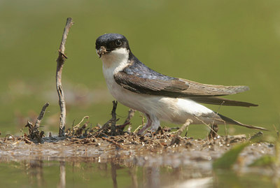 BUITEN BEELD Foto: 59508