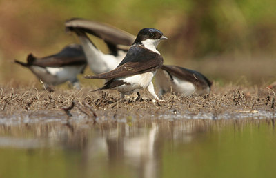 BUITEN BEELD Foto: 59510