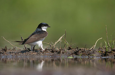 BUITEN BEELD Foto: 59511