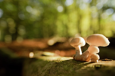 BUITEN BEELD Foto: 59531