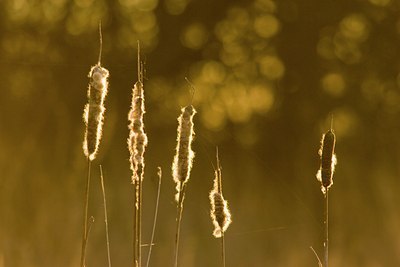 BUITEN BEELD Foto: 59533