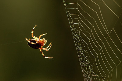 BUITEN BEELD Foto: 59540