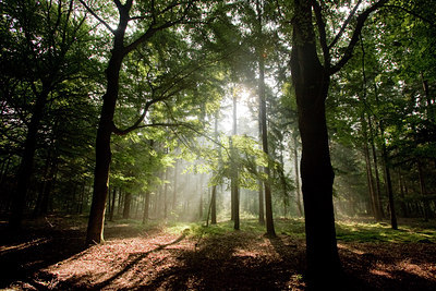 BUITEN BEELD Foto: 59546