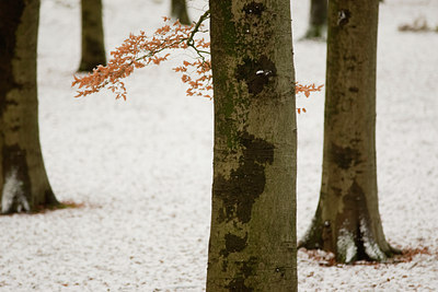BUITEN BEELD Foto: 59552