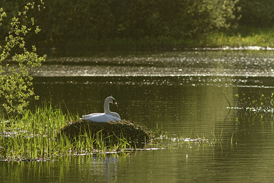 BUITEN BEELD Foto: 59617