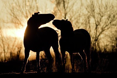 BUITEN BEELD Foto: 59620