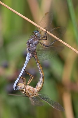 BUITEN BEELD Foto: 59639