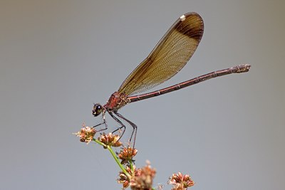 BUITEN BEELD Foto: 59640