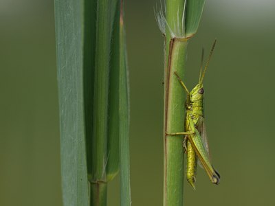 BUITEN BEELD Foto: 59729